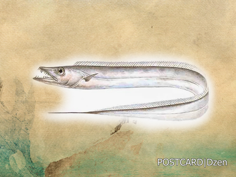 Рыба -скабард или Рыба-сабля