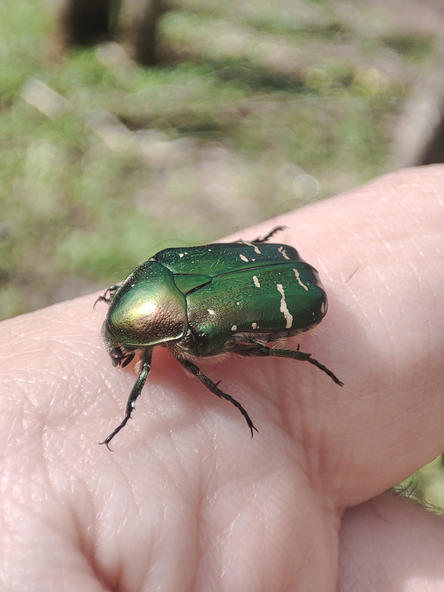 Золотистая бронзовка
