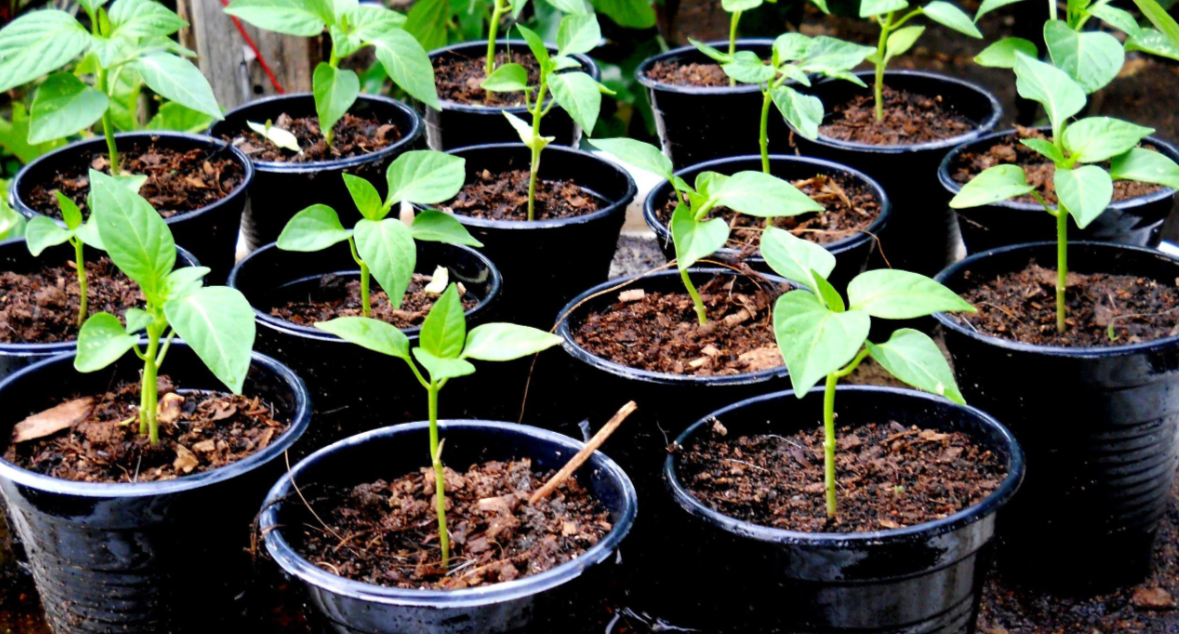 оассада перца