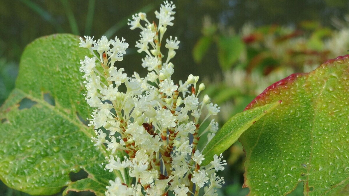     Автор: wikimedia.org