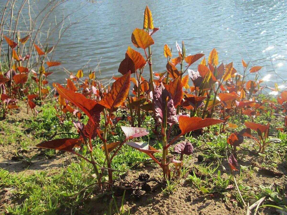     Автор: wikimedia.org