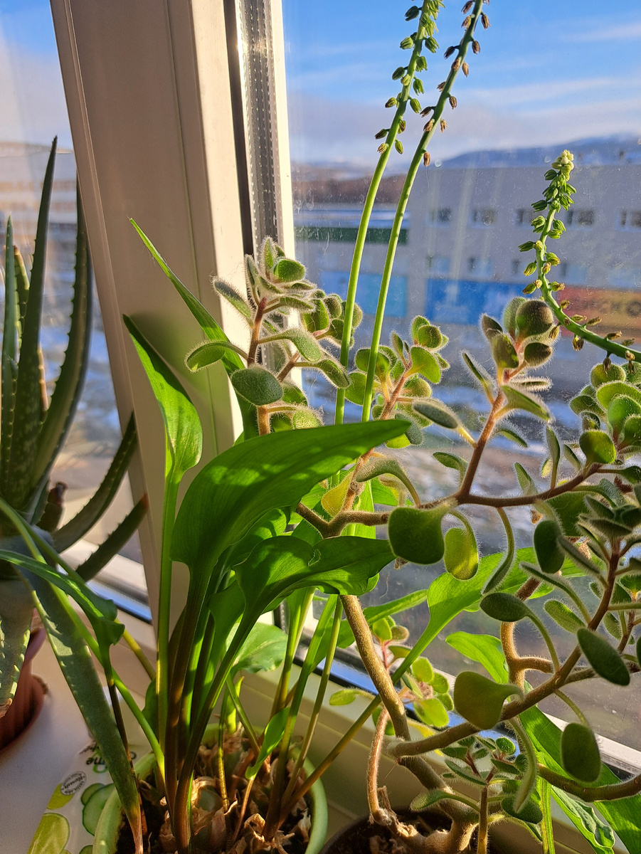 Мои растюшки