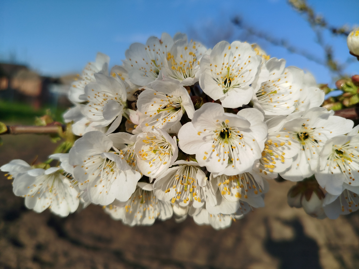 Фото автора " Жизнь в селе "