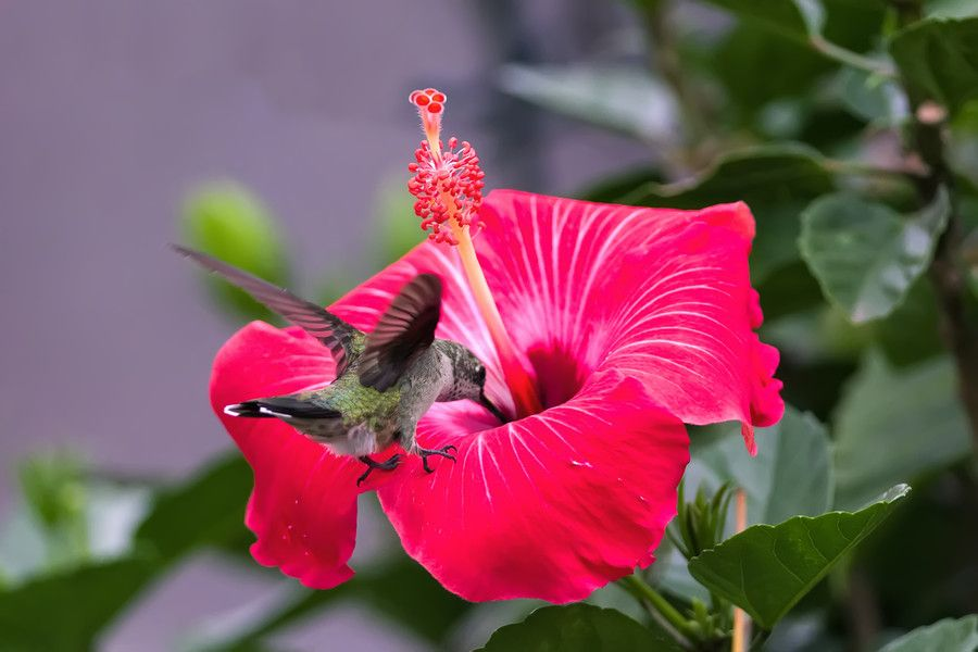 Картинка найдена на просторах интернета, ссылка: https://yandex.ru/images/search?from=tabbar&img_url=https%3A%2F%2Fpibig.info%2Fuploads%2Fposts%2F2021-11%2F1637963321_38-pibig-info-p-samie-ekzoticheskie-tsveti-priroda-krasivo-38.jpg&lr=103814&p=2&pos=33&rpt=simage&text=%D1%8D%D0%BA%D0%B7%D0%BE%D1%82%D0%B8%D1%87%D0%B5%D1%81%D0%BA%D0%B8%D0%B5%20%D1%86%D0%B2%D0%B5%D1%82%D1%8B%20%D0%BA%D1%80%D1%83%D0%BF%D0%BD%D1%8B%D0%BC%20%D0%BF%D0%BB%D0%B0%D0%BD%D0%BE%D0%BC%20%D1%84%D0%BE%D1%82%D0%BE