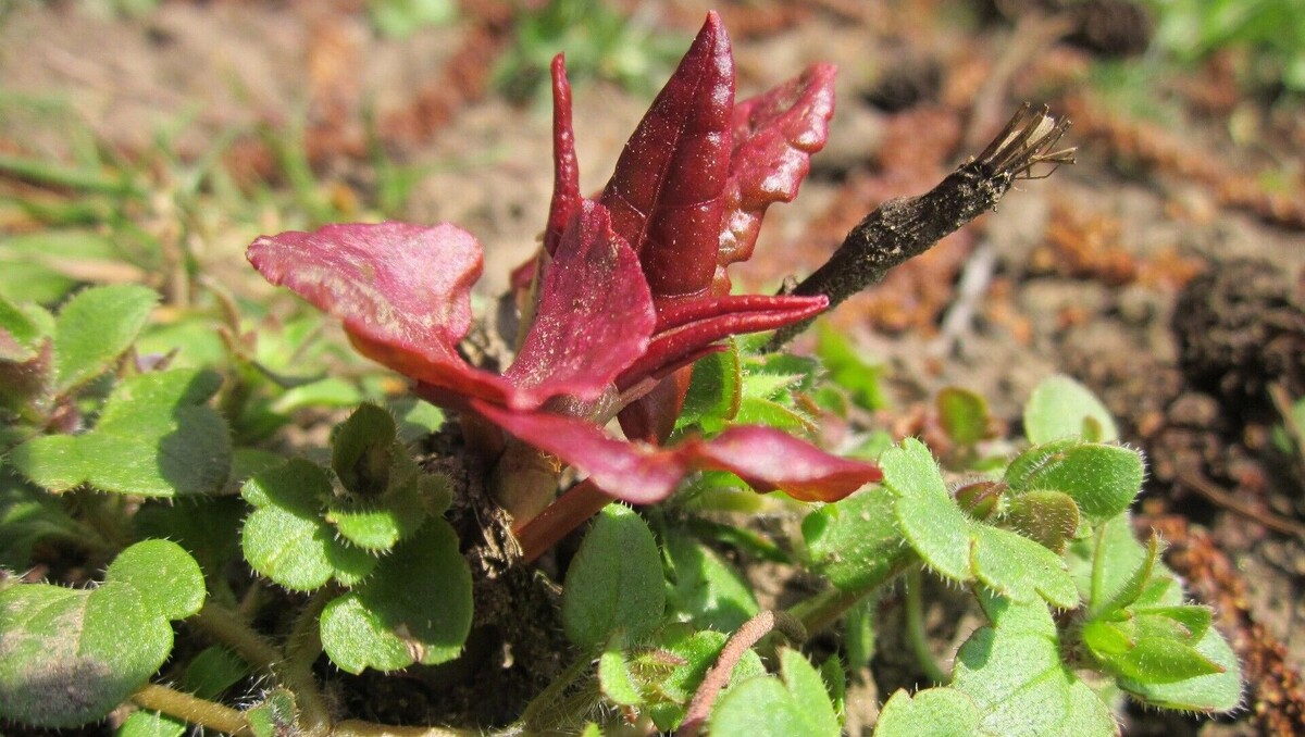     Автор: wikimedia.org