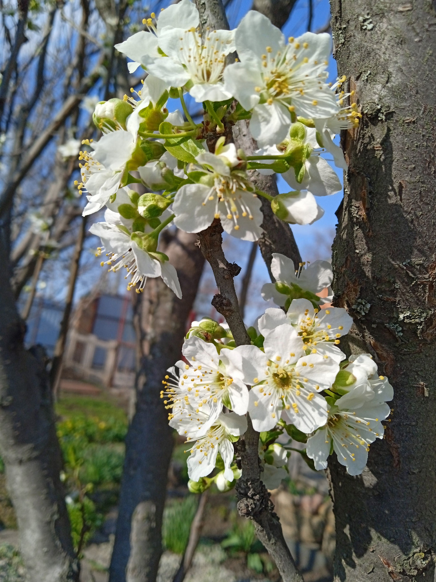 Собственное фото автора 15 апреля 2025 г. во саду-дворе моём