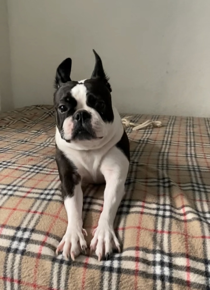 Бостон терьер Фифа 