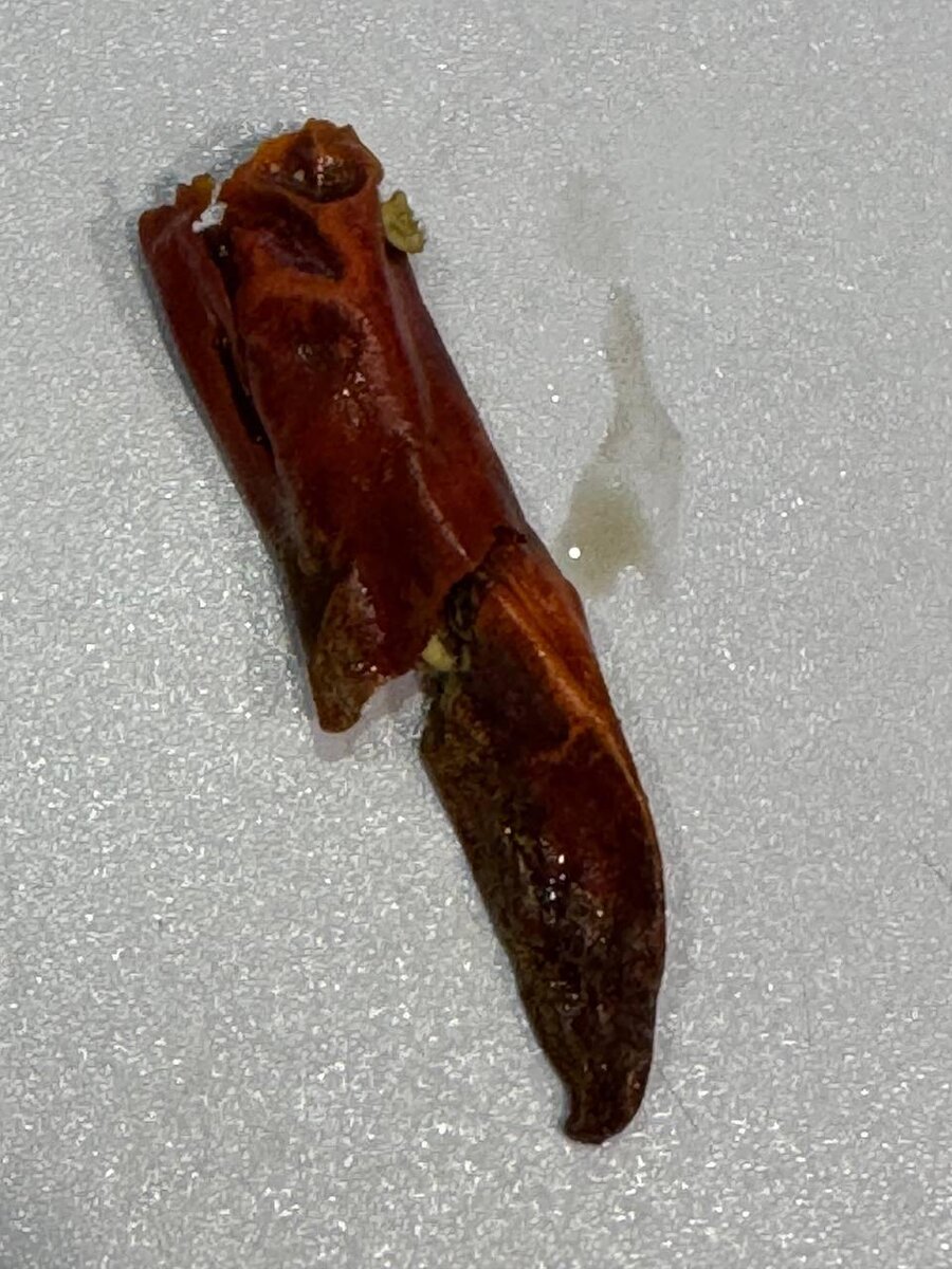 внутри острого красного перца в пачке корма полно плесени.