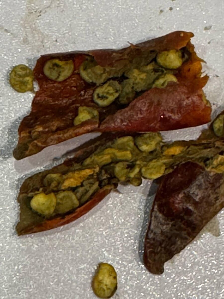 плесень крупным планом.