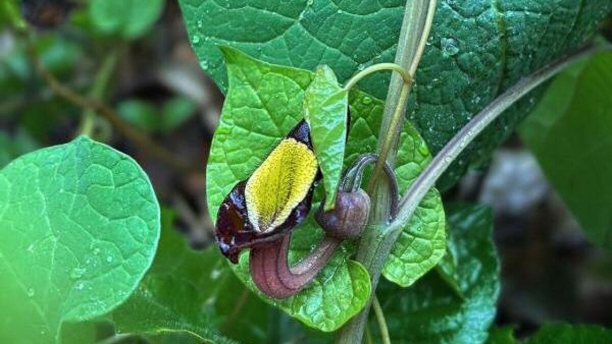    Фото: t.me/npsochi_official