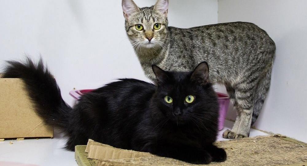 😸😽Есть у нас в приюте две кошечки-сестрички, их зовут так мило - Панцу и Коричка.