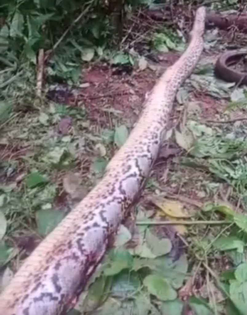 В Индонезии бабушка пропала без вести во время работы в саду.Вирусная пресса3