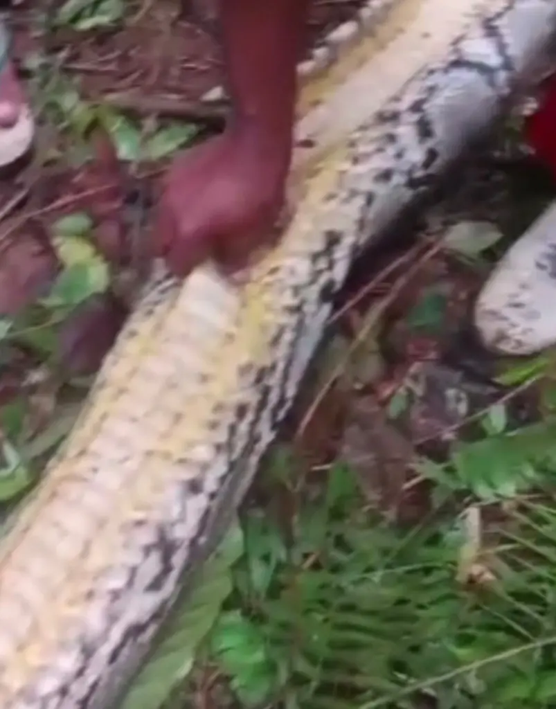 Сын Ва Сити нашел её голову в пасти 7-метрового питона.