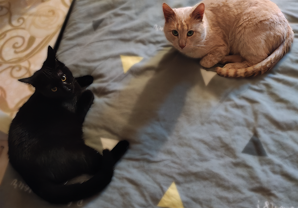 Уголек и Абрикос