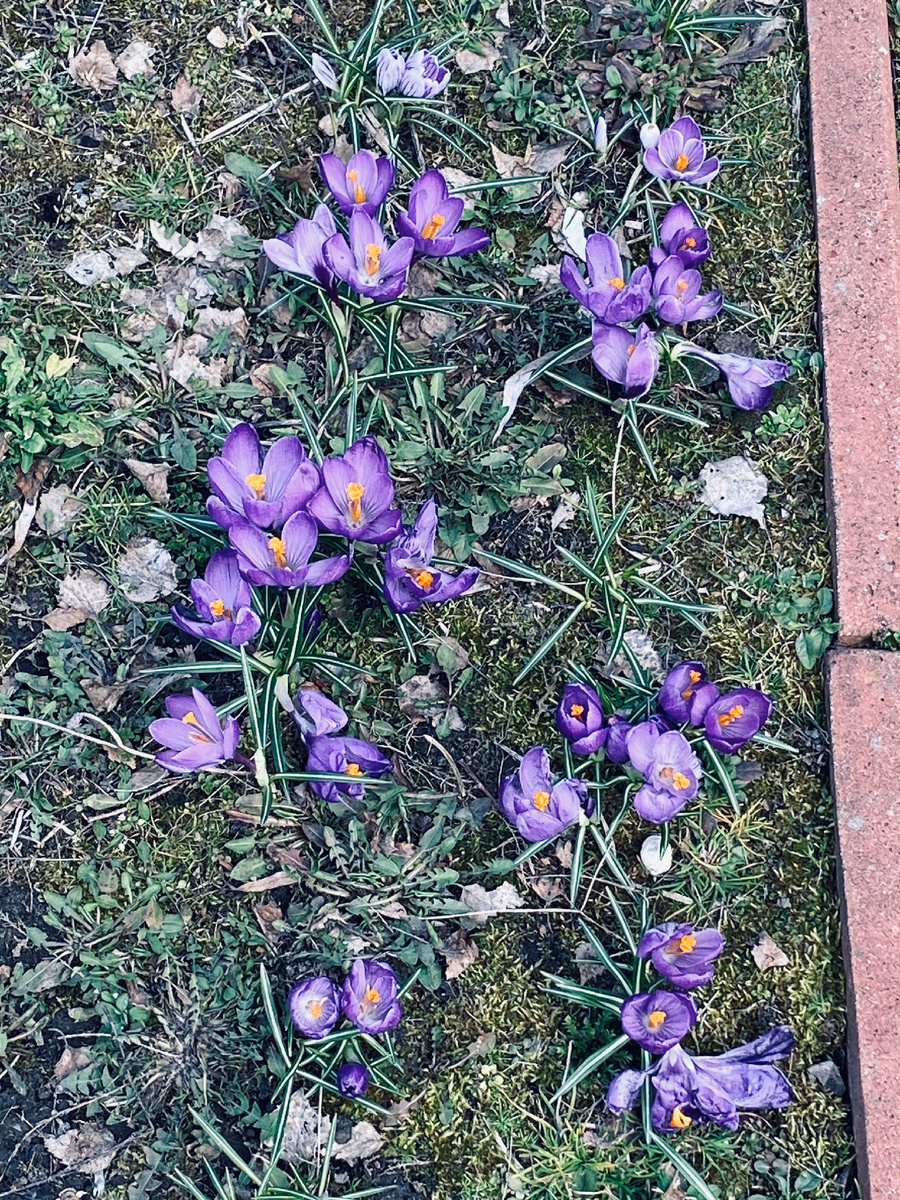Крокусы вовсю цветут.