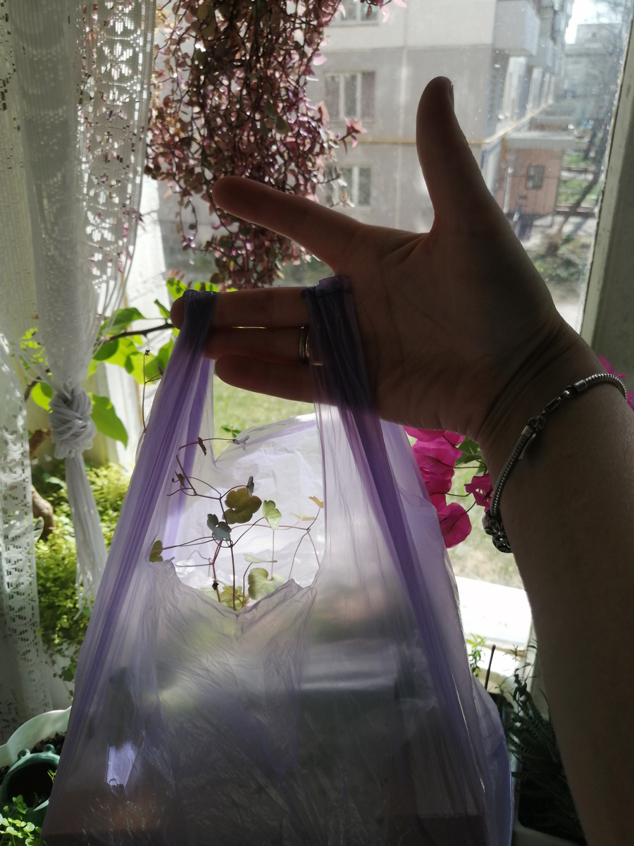 Готово к отправке. Внутри пакета растения с нежными хрупкими стеблями