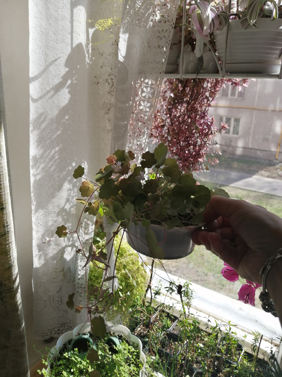 Фото цимбалярии перед упаковкой