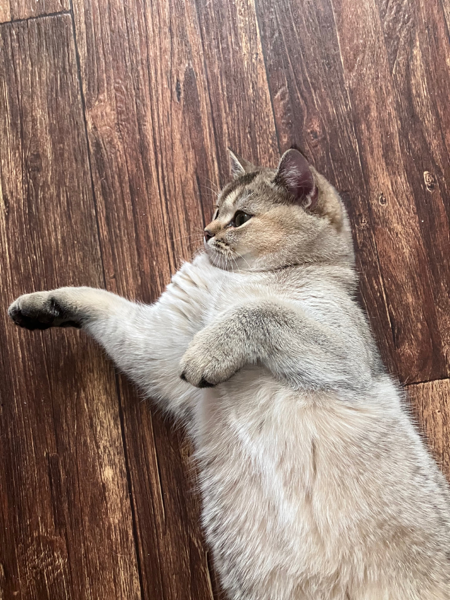 Любимчик семьи