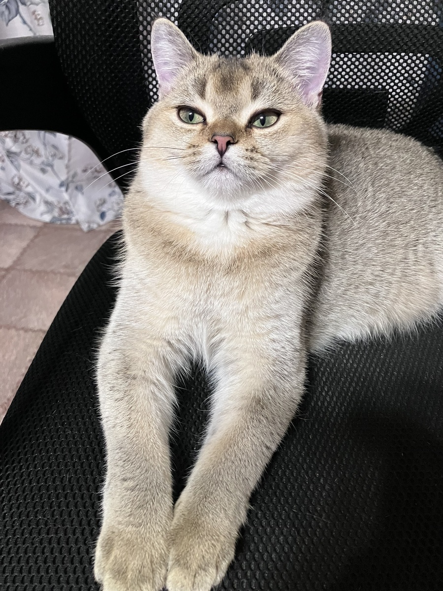 Домашняя пума