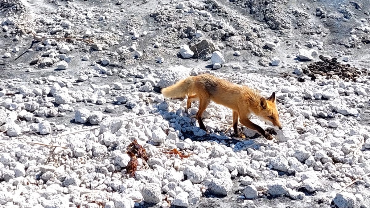 Вот такие лисы могли бы шнырять в аудиосериале "Смех лисы" 