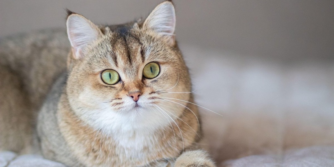 Беби-фейс: 10 кошек с круглыми мордочками