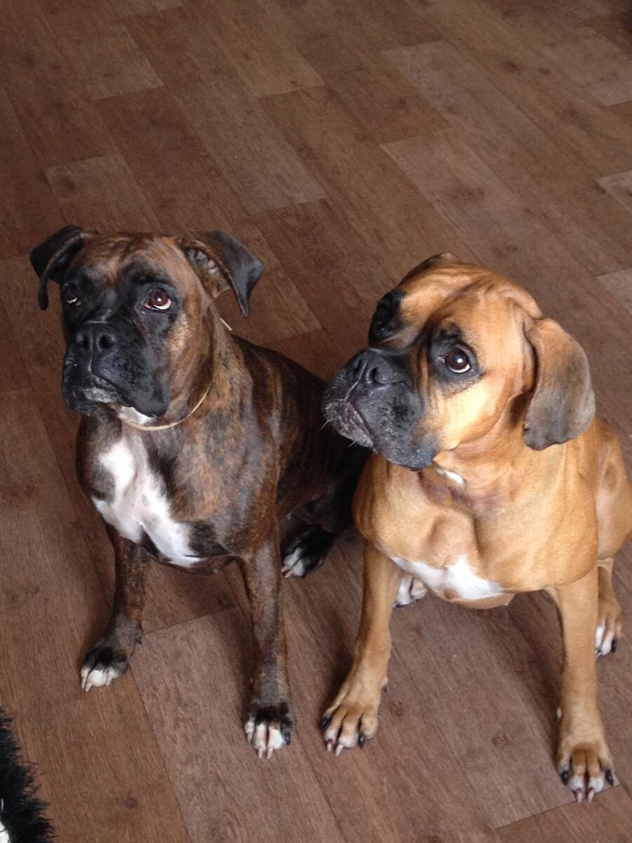 Шанти и Джема. Фото из личного архива