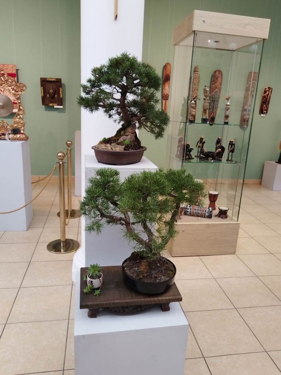 Сосны Леонида Михайловича на "Фестивале цветения сакуры" в Майкопском музее Востока