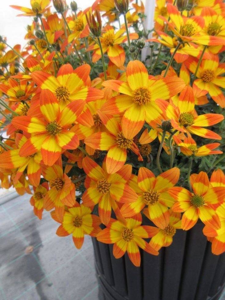 Биденс. Источник фото Pinterest