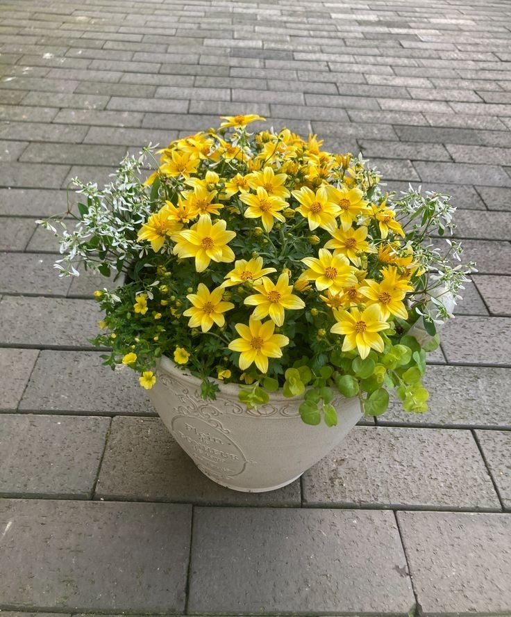 Биденс. Источник фото Pinterest