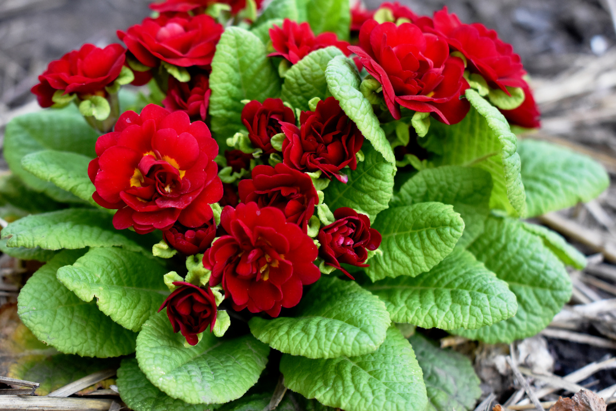 Примула сортосерии "Беларина", сорт "Valentine"