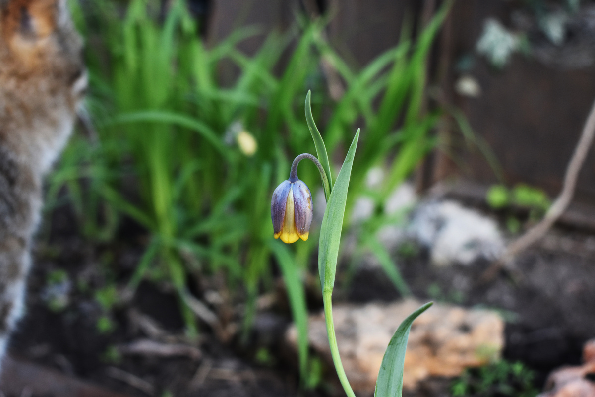 Рябчик ува вульпис