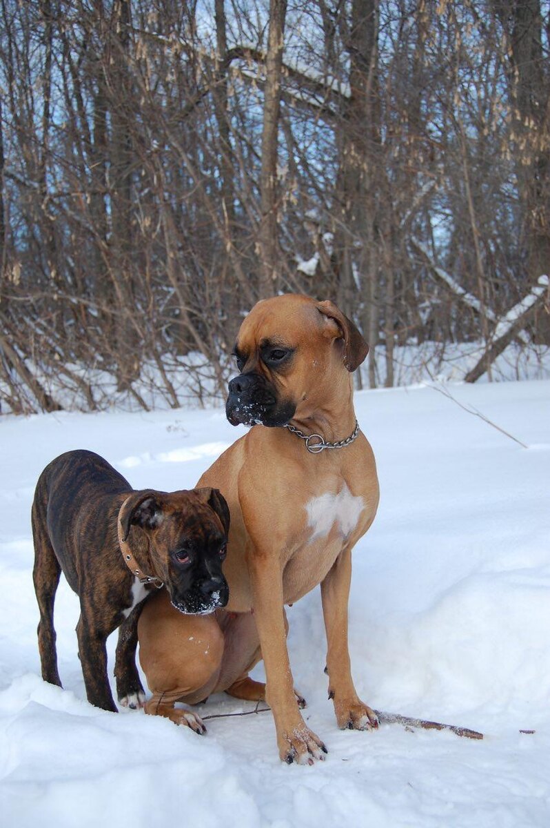 Джемка и Шанти. Фото из личного архива