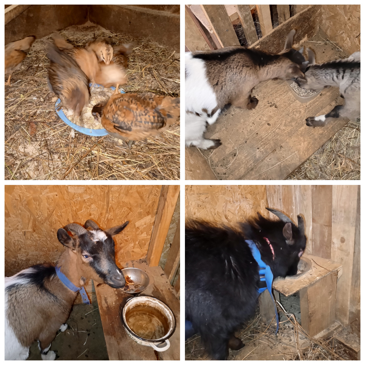 Свинок не фотографировала у них был безпорядок