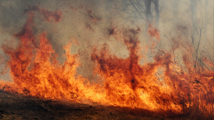    Фото: © РИА Новости/Виталий Аньков; 5-tv.ru