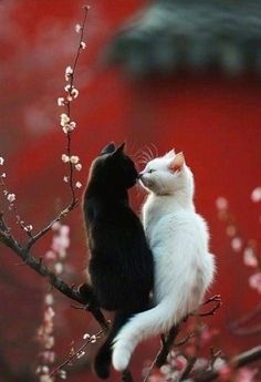 Из интернета. 