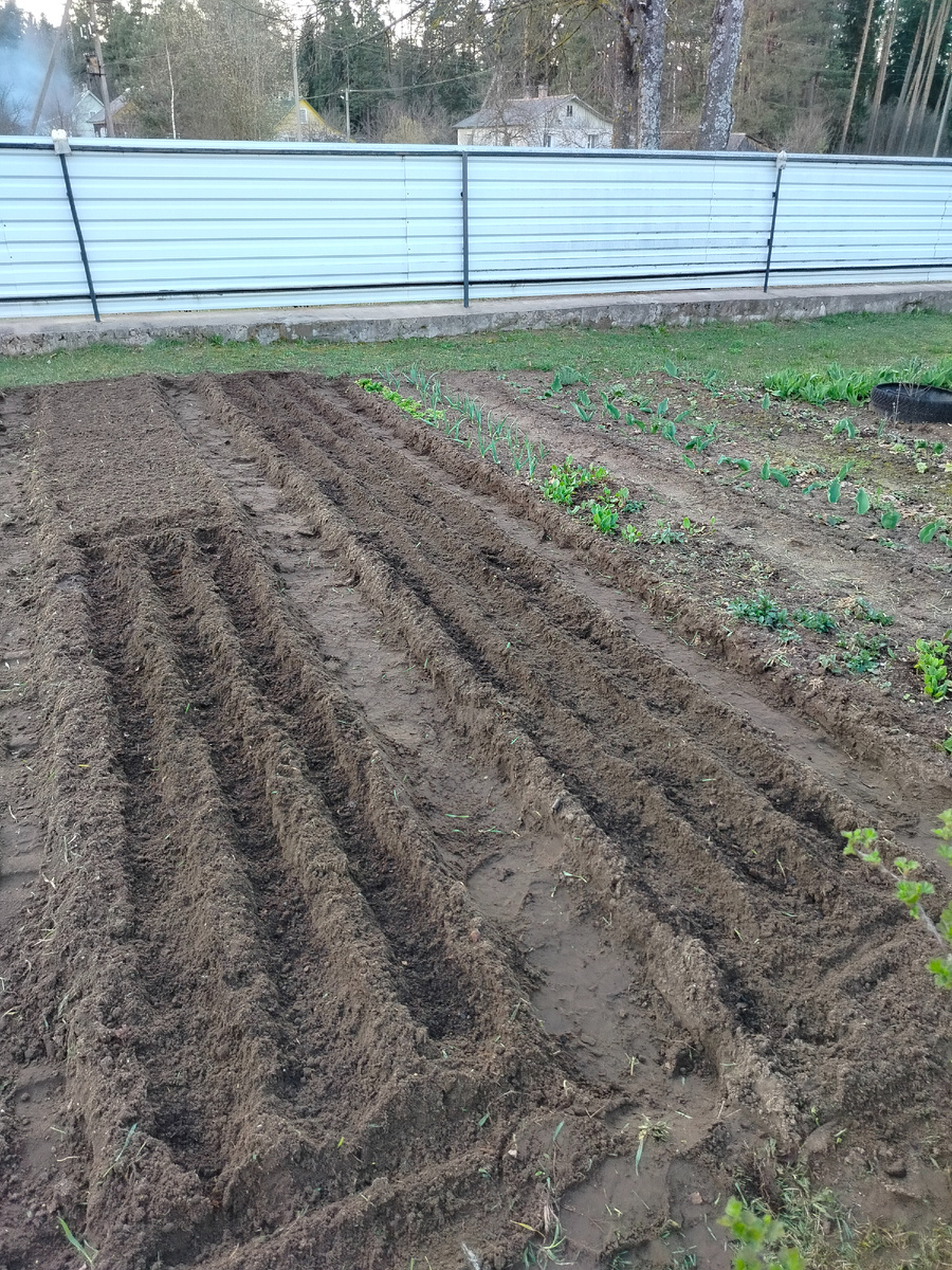 Мои вчерашние посадки. Ровки закрывала компостом
