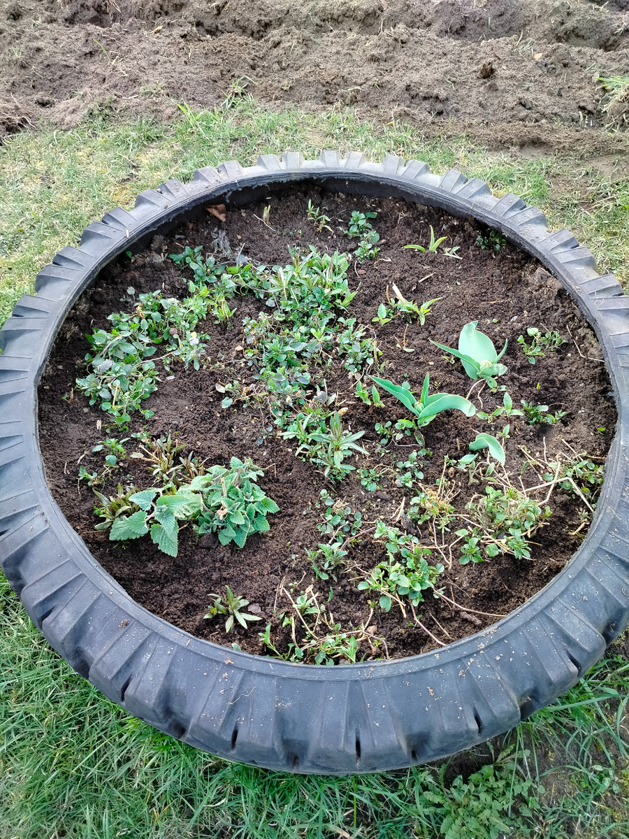 Здесь разные многолетники и кустик котовника (кошачья мята к чаю)