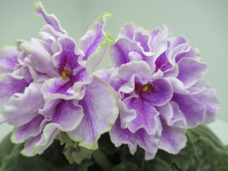 Фиалка сорта "KZ-Грёзы о весне" - моё цветение и моё фото