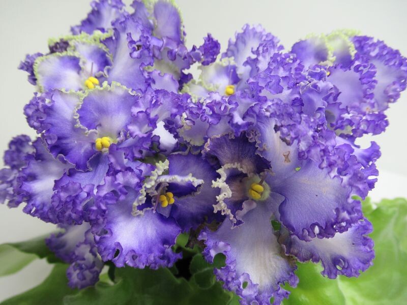 Фиалка сорт "Curly ocean (Кудрявый Океан)" моё фото