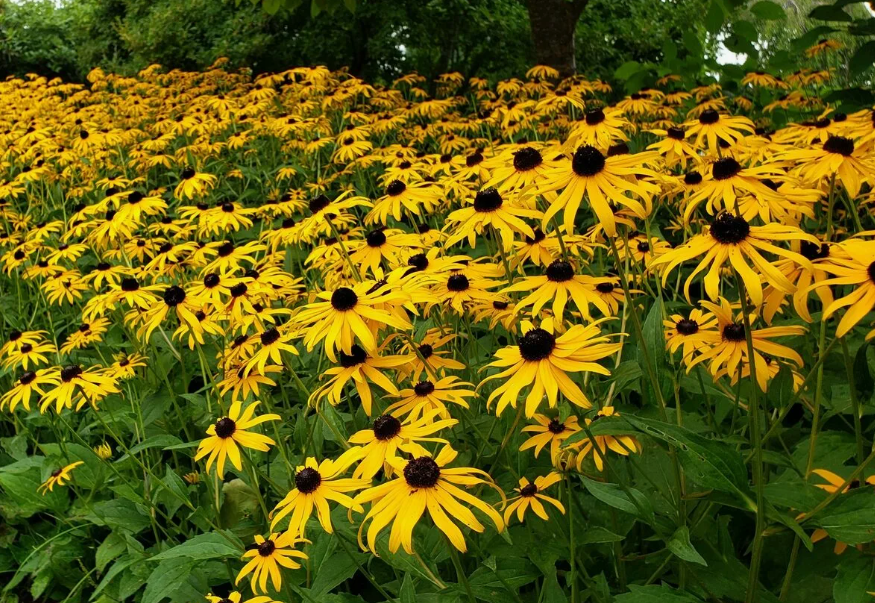 Рудбекия блестящая