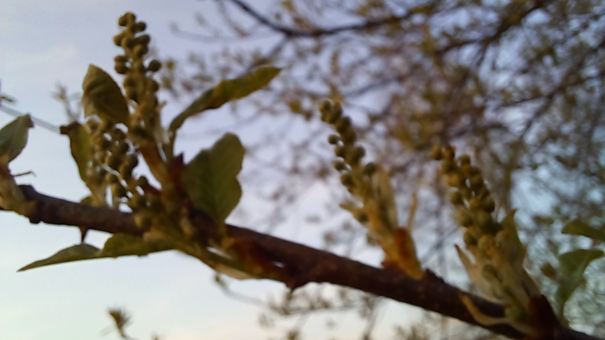 Черемуха подрастает