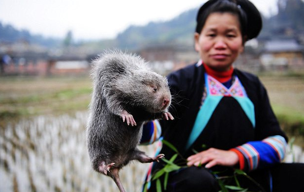 Как будто ее бабушка с бобром согрешила. В смысле крысиная