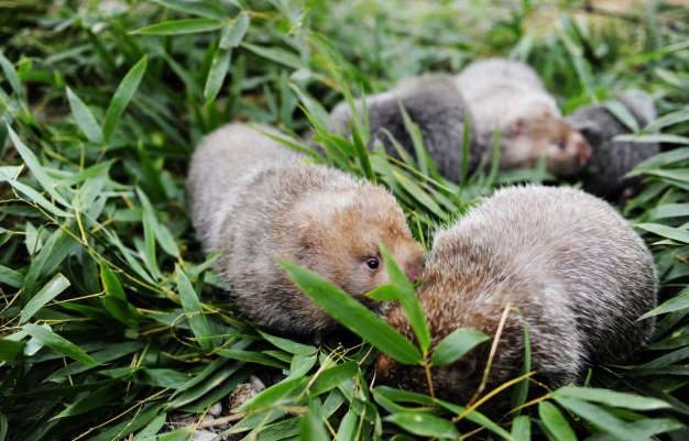 Выглядят довольно жирненькими и не злобными
