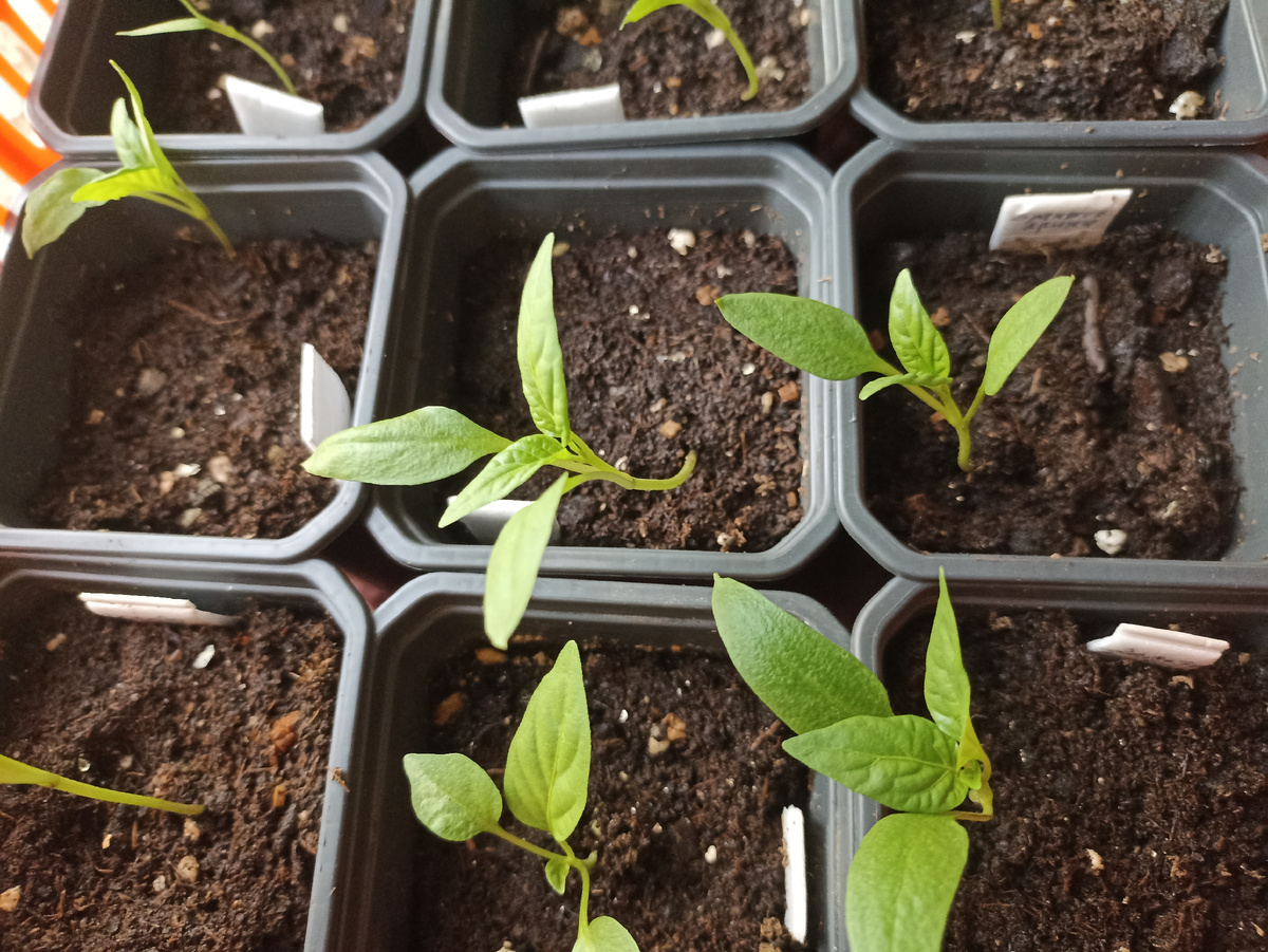 Рассада перцев в возрасте12 дней после всходов Фото автора