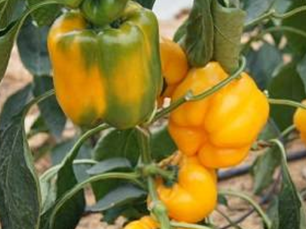 Перец сладкий Золото Сибири. Скрин фото автора. Листай галерею