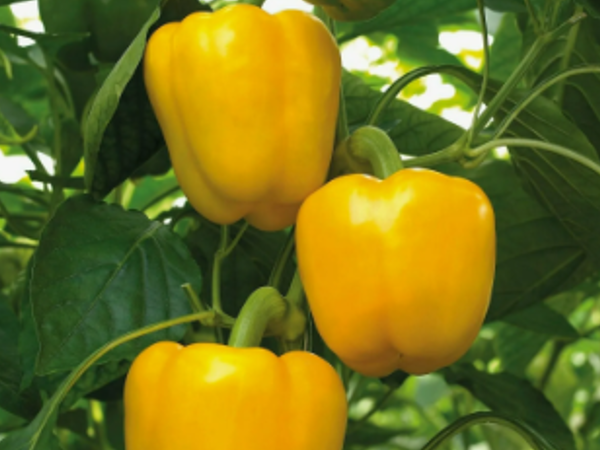 Перец сладкий Эрли Сансейшн F1. Скрин фото автора