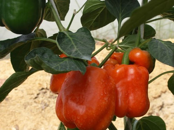 Перец сладкий Оранжевый принц. Скрин фото автора
