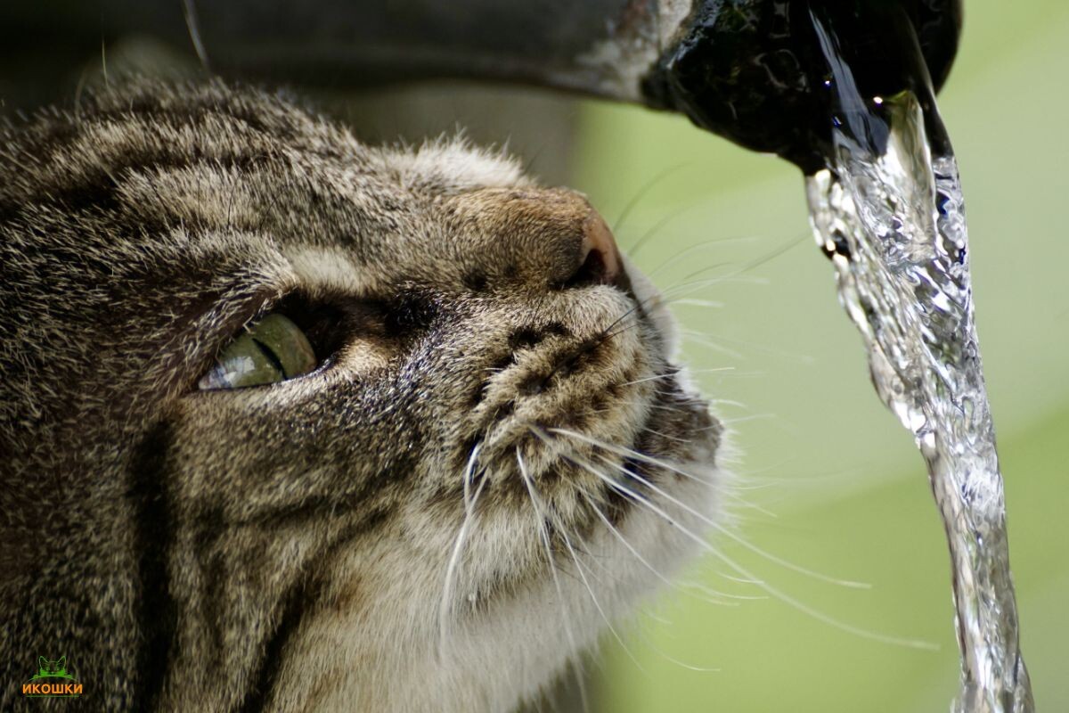 Кот пьет проточную воду