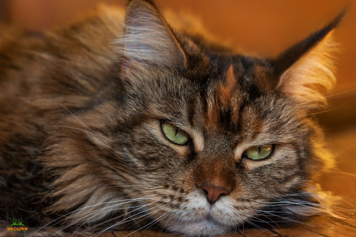 Грустный кот 