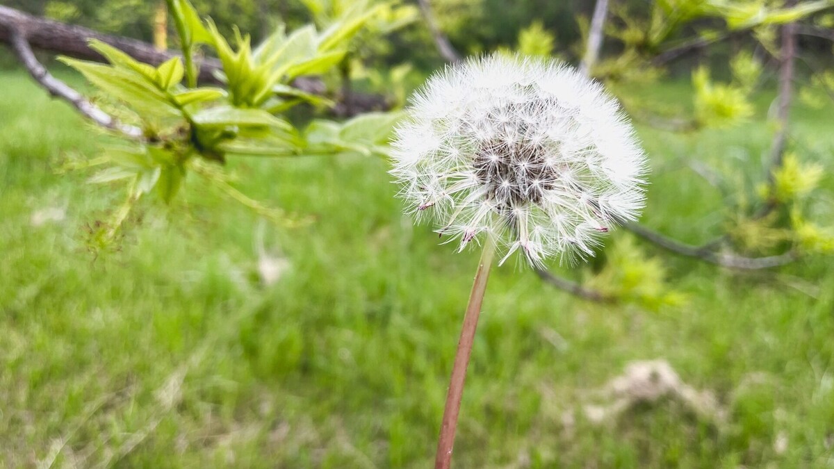     Источник: 1MI